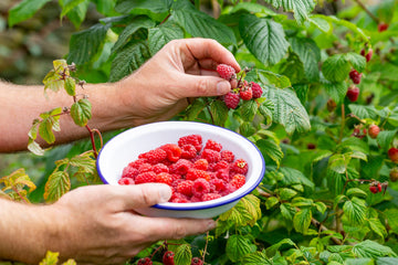 Premium Raspberry