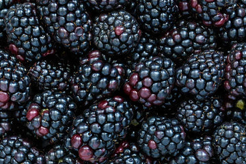 Premium Blackberry