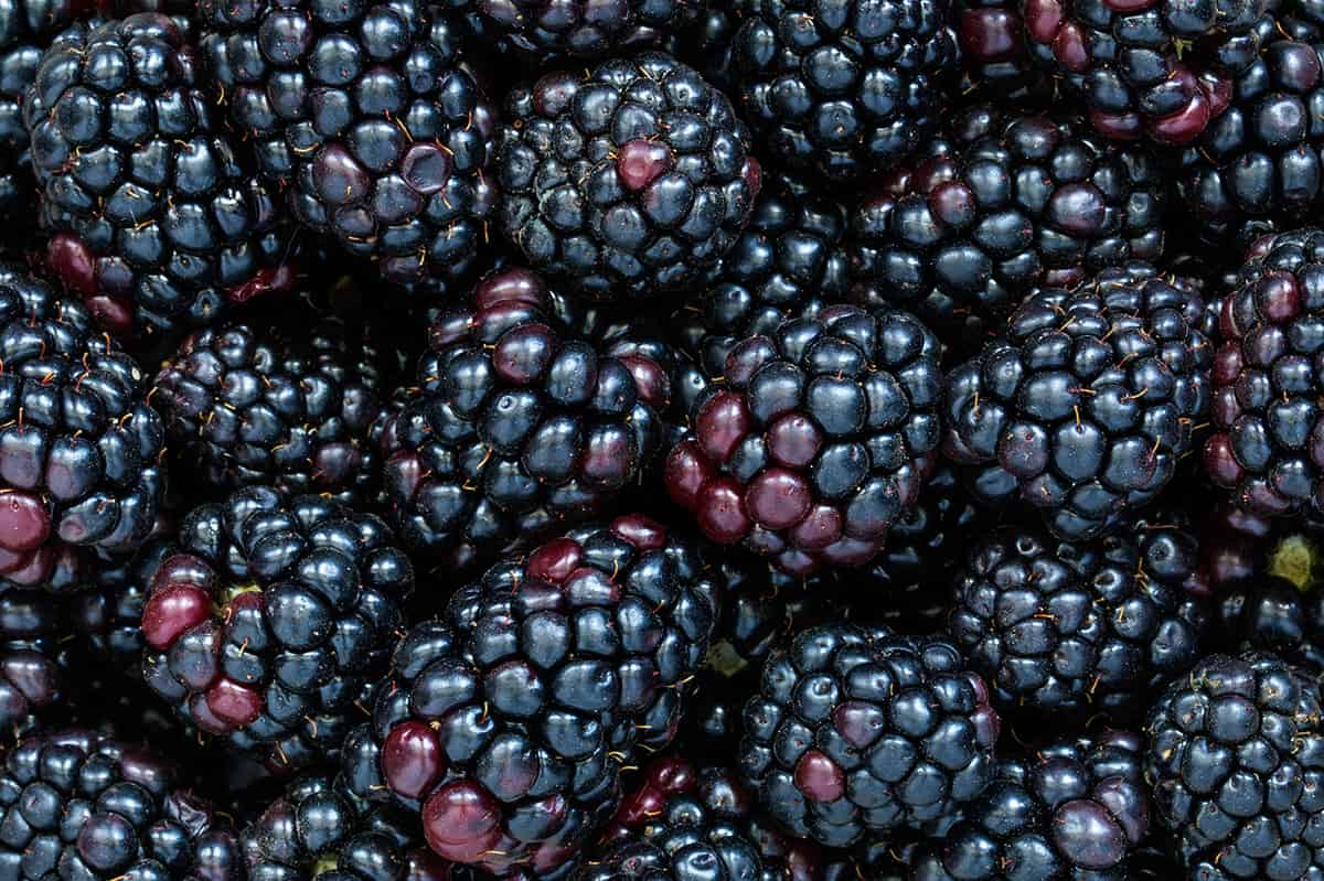Premium Blackberry