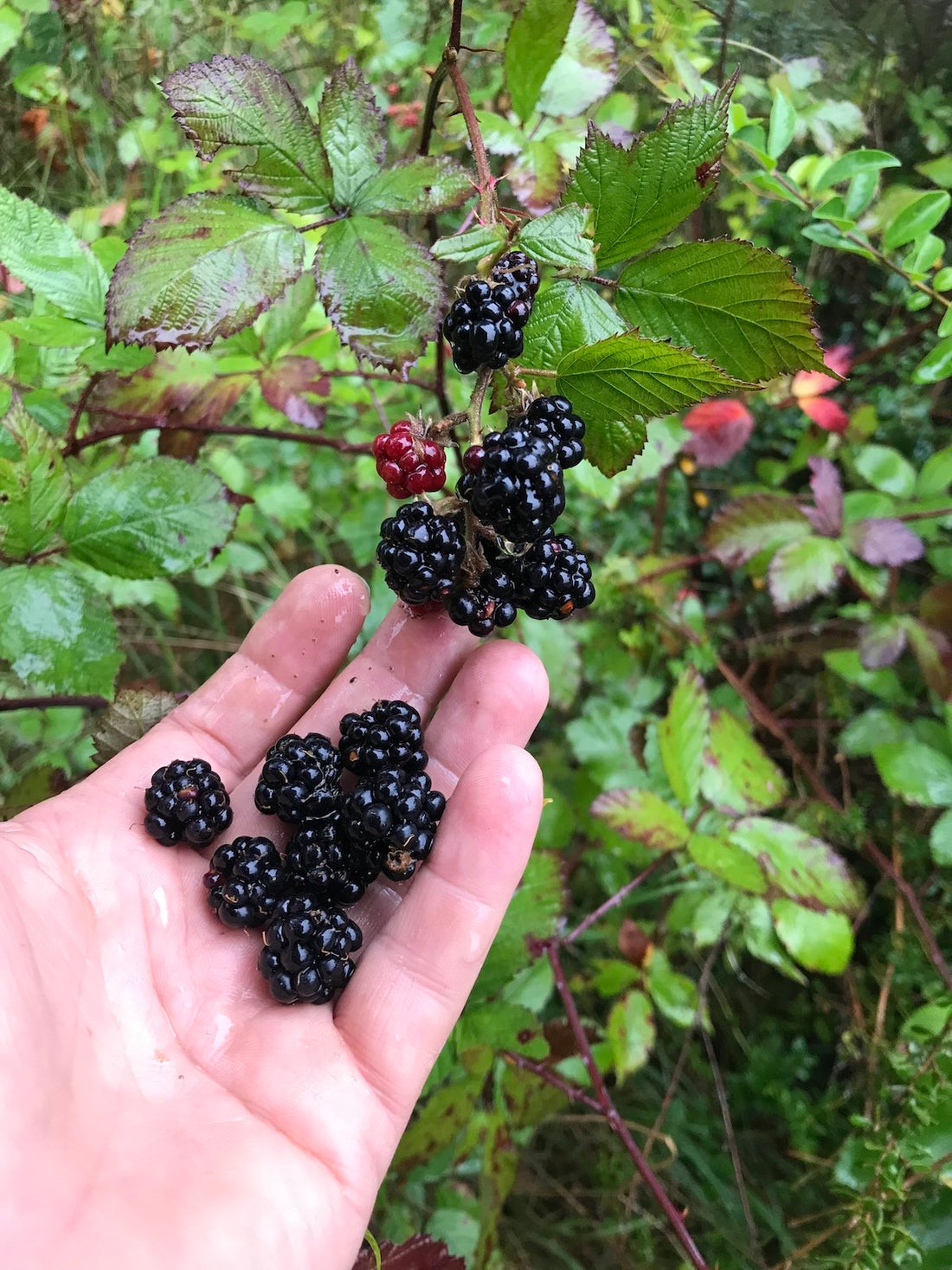 Premium Blackberry