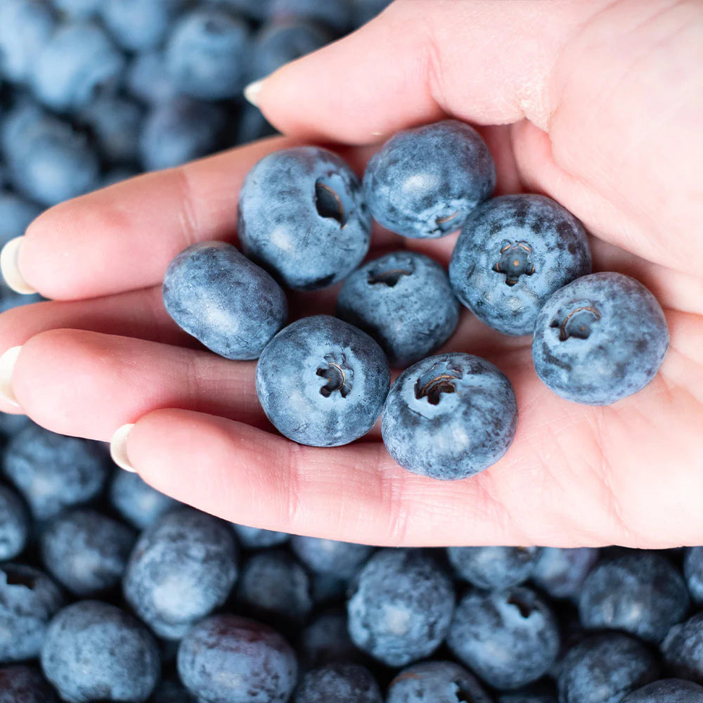 Premium Blueberry