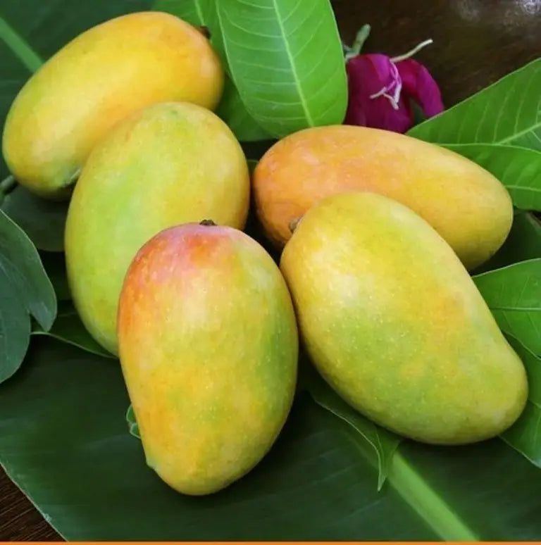 Premium Kesar Mangoes – The Pride of Gujarat, India