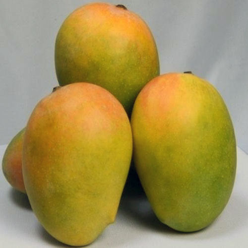 Premium Kesar Mangoes – The Pride of Gujarat, India