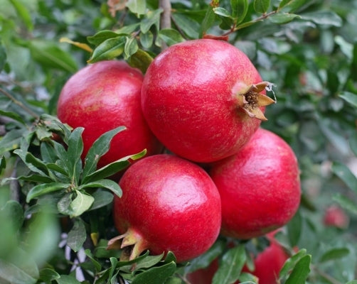 Premium Pomegranate Indian